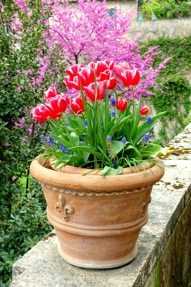 Tulips and muscari - Villa d'Este - Tivoli, Italy - DSC04156