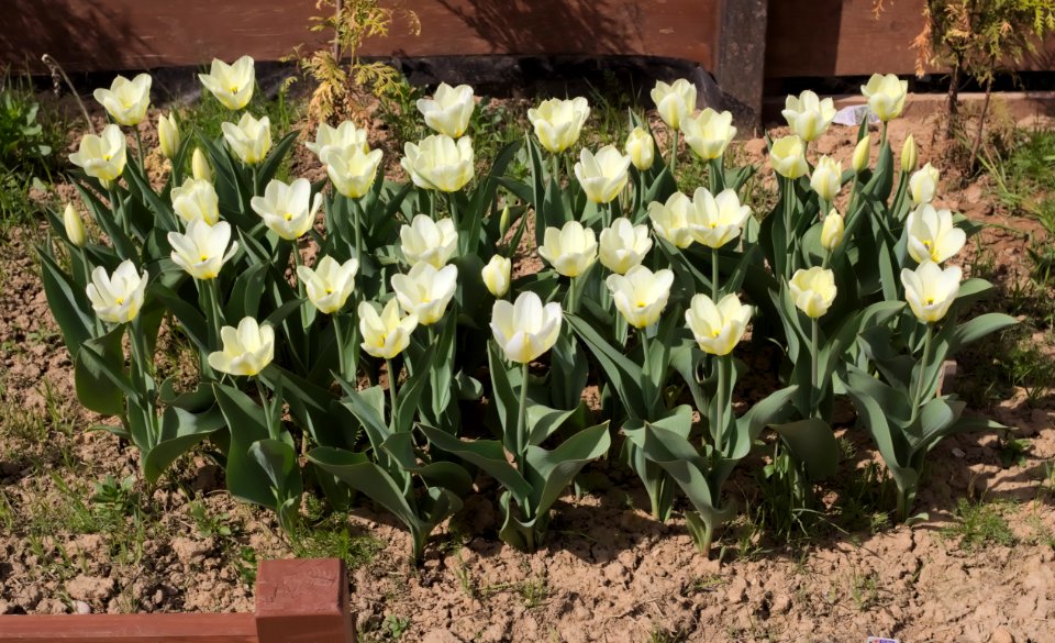 Tulipa fosteriana 'Purissima' 2015 03