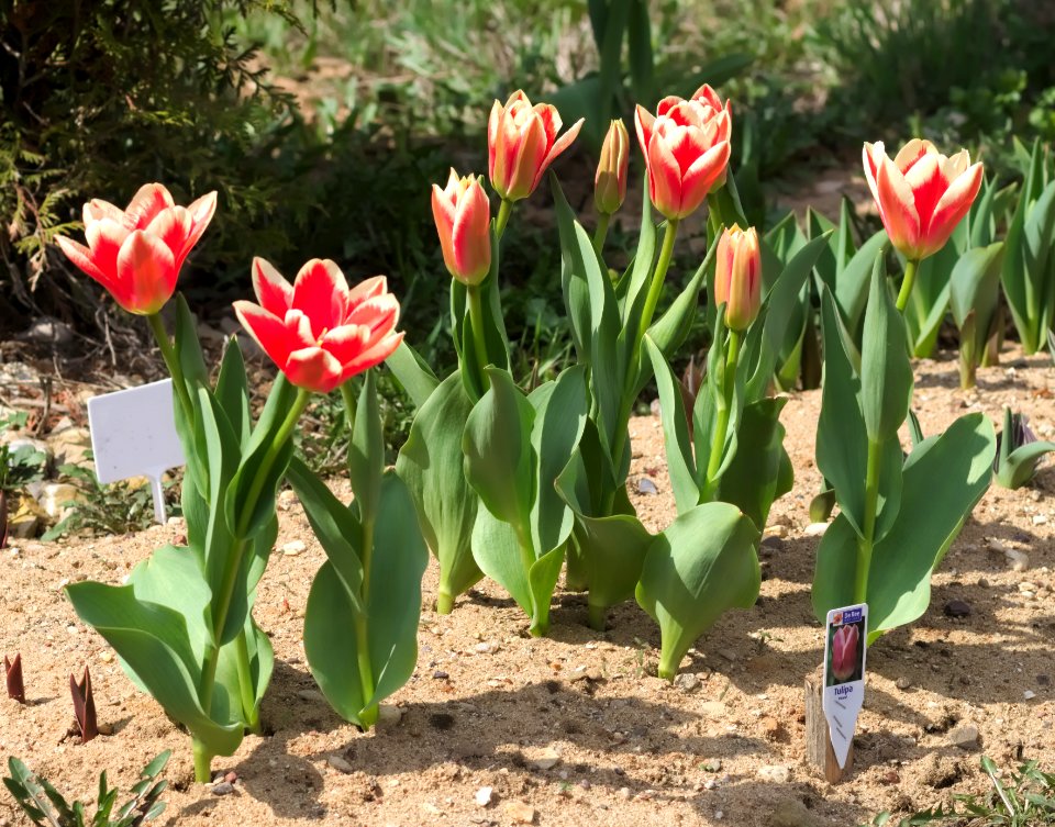 Tulipa fosteriana 'Pirand' 2015 02