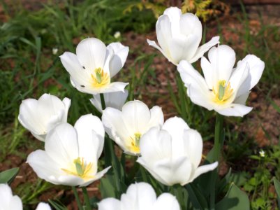 Tulipa 'Wildhof' 2015 06 photo