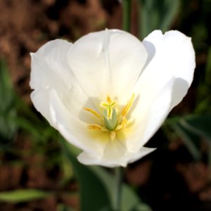 Tulipa 'Wildhof' 2015 02