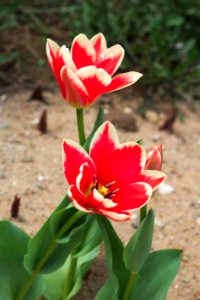 Tulipa fosteriana 'Pirand' 2015 03