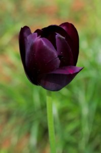 Tulipa 'Queen of Night' 2015 03