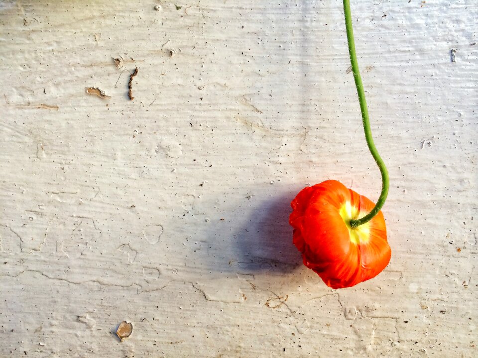 Orange green texture