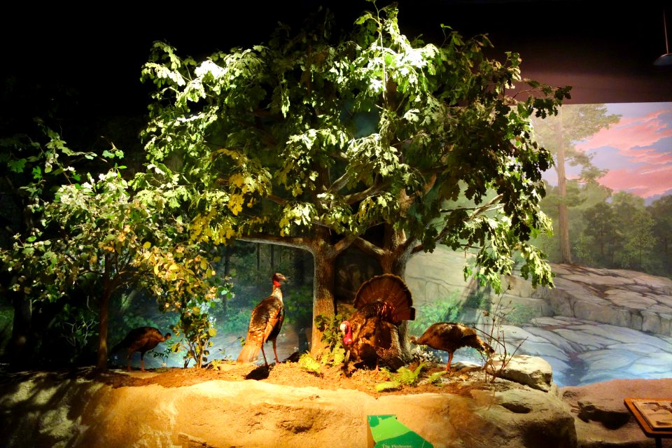 Turkeys - Fernbank Museum of Natural History - DSC00144