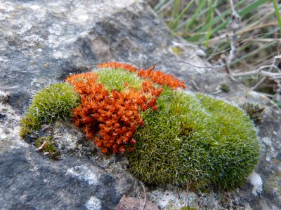 Lichen detail rock