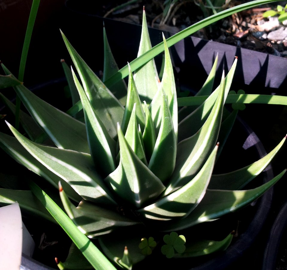 Tulista marginata - drew variety in cultivation 5
