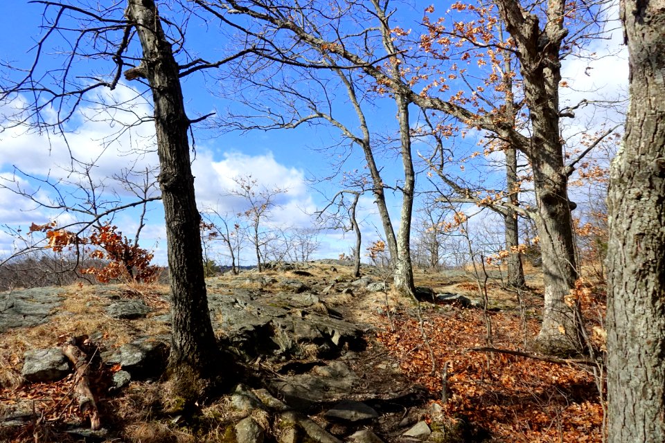 Turkey Hill Reservation - Arlington, MA - DSC08891