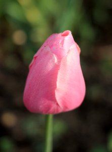 Tulipa 'Menton' 2015 03