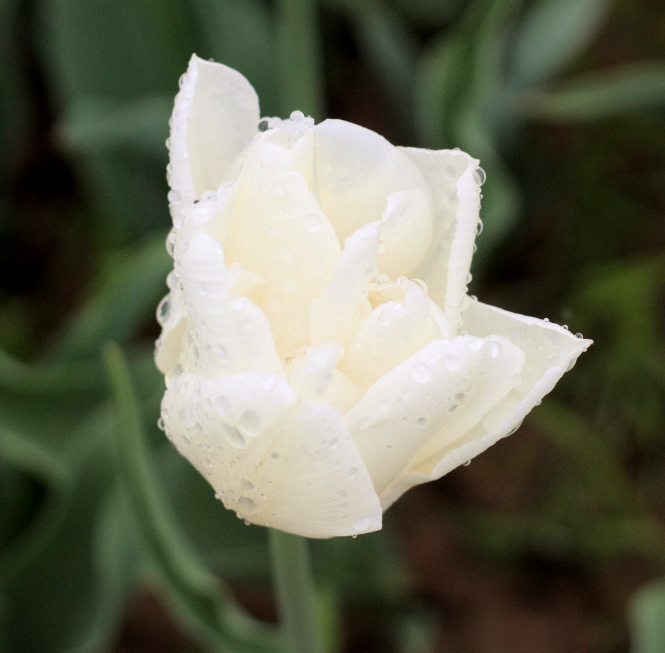 Tulipa 'Mondial' 2015 01