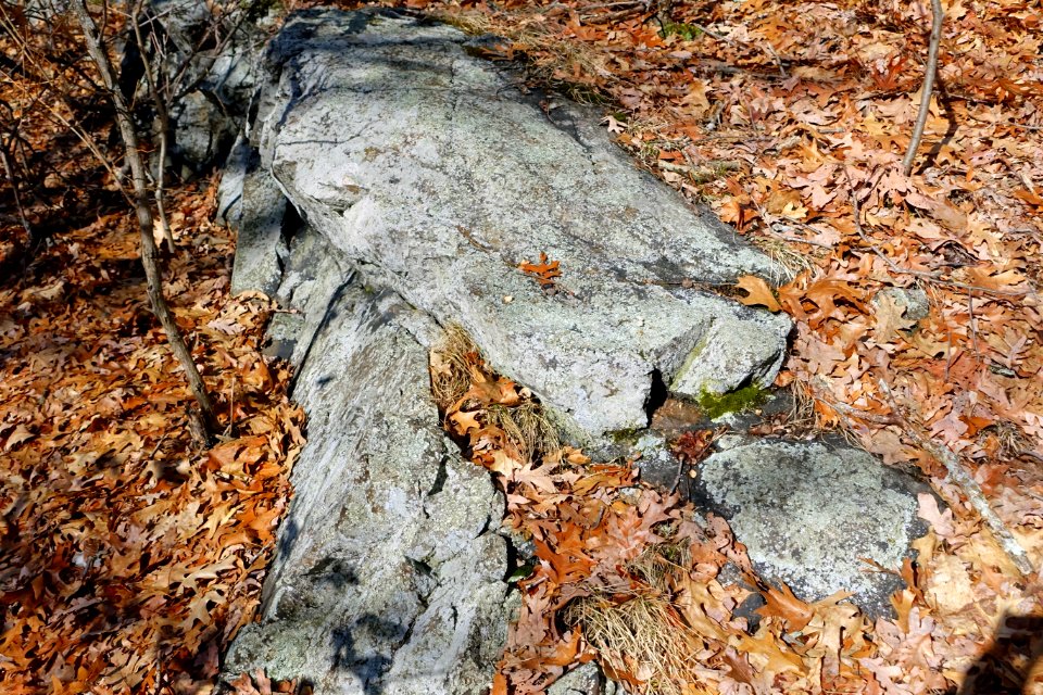 Turkey Hill Reservation - Arlington, MA - DSC08895