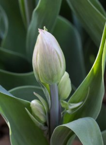 Tulipa 'Mondial' multiflowering 2015 02 photo