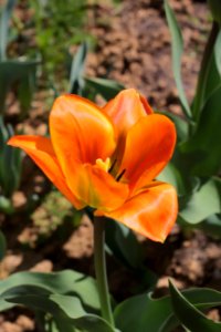 Tulipa 'Orange Breeze' 2015 04