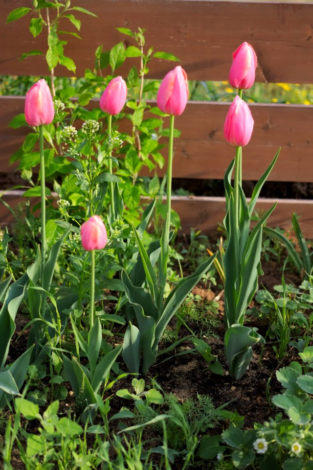 Tulipa 'Menton' 2015 01