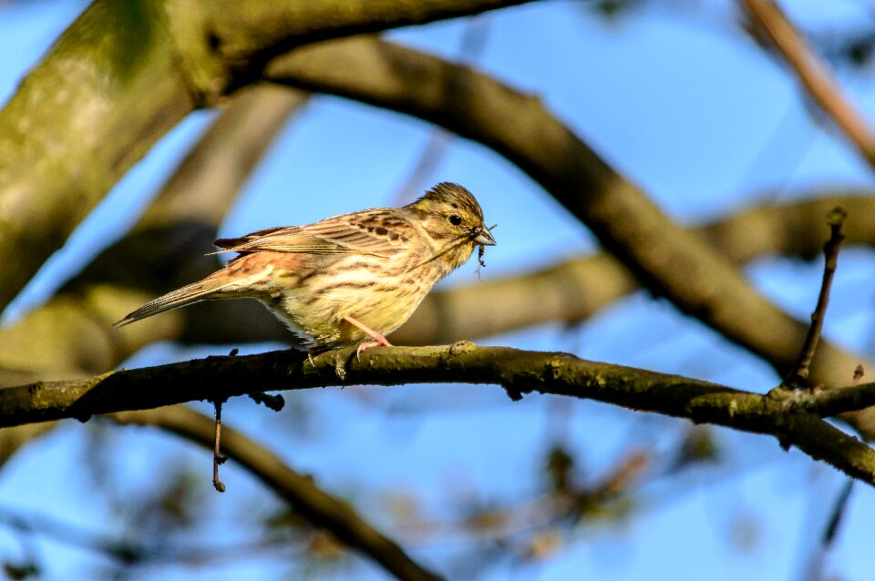 Animal songbird portrait