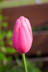 Tulipa 'Menton' 2015 02