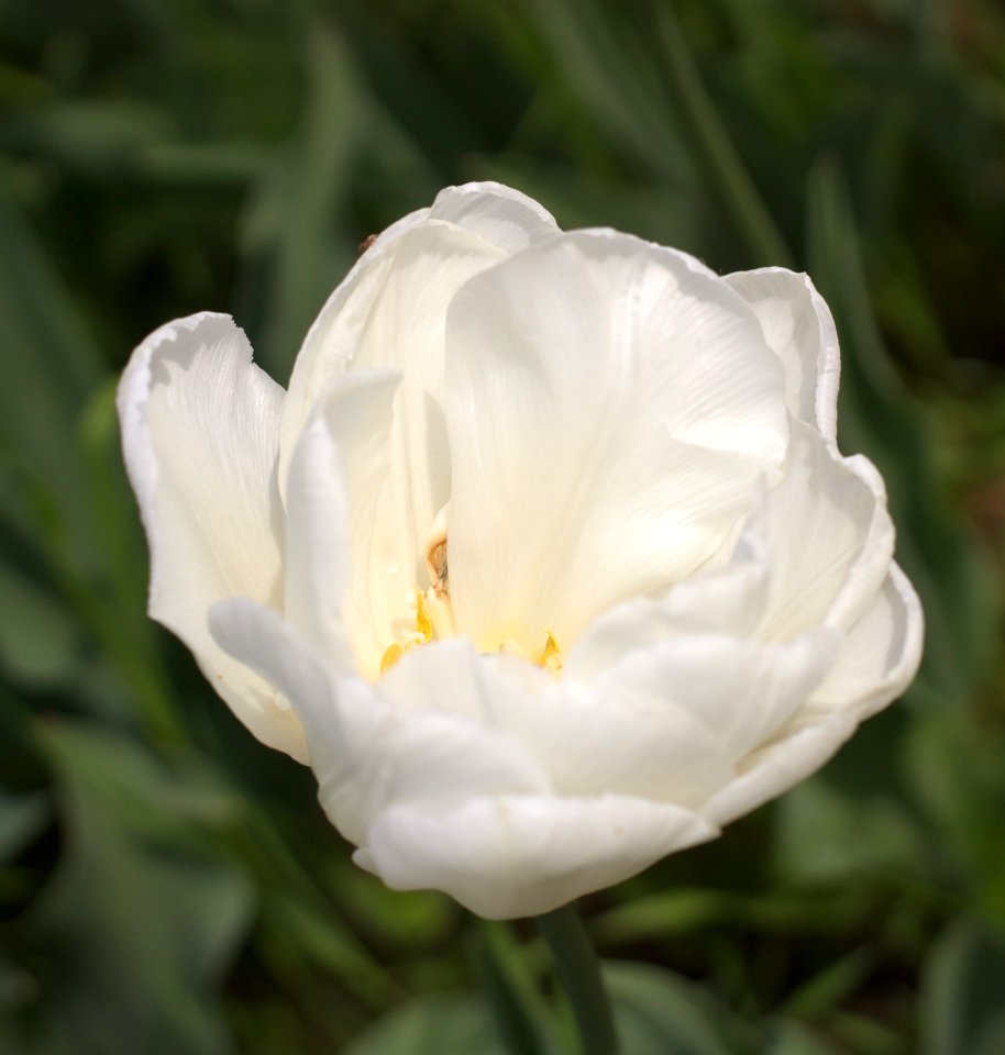 Tulipa 'Mondial' 2015 07