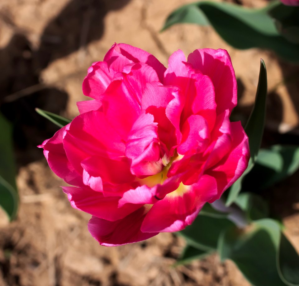 Tulipa 'Queen of Marvel' 2015 08