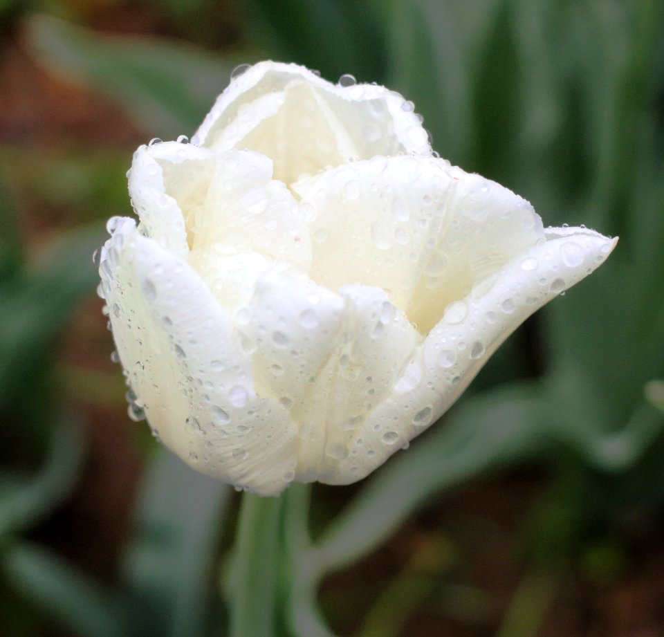 Tulipa 'Mondial' 2015 03