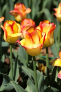 Tulipa 'Outbreak' 2017 03
