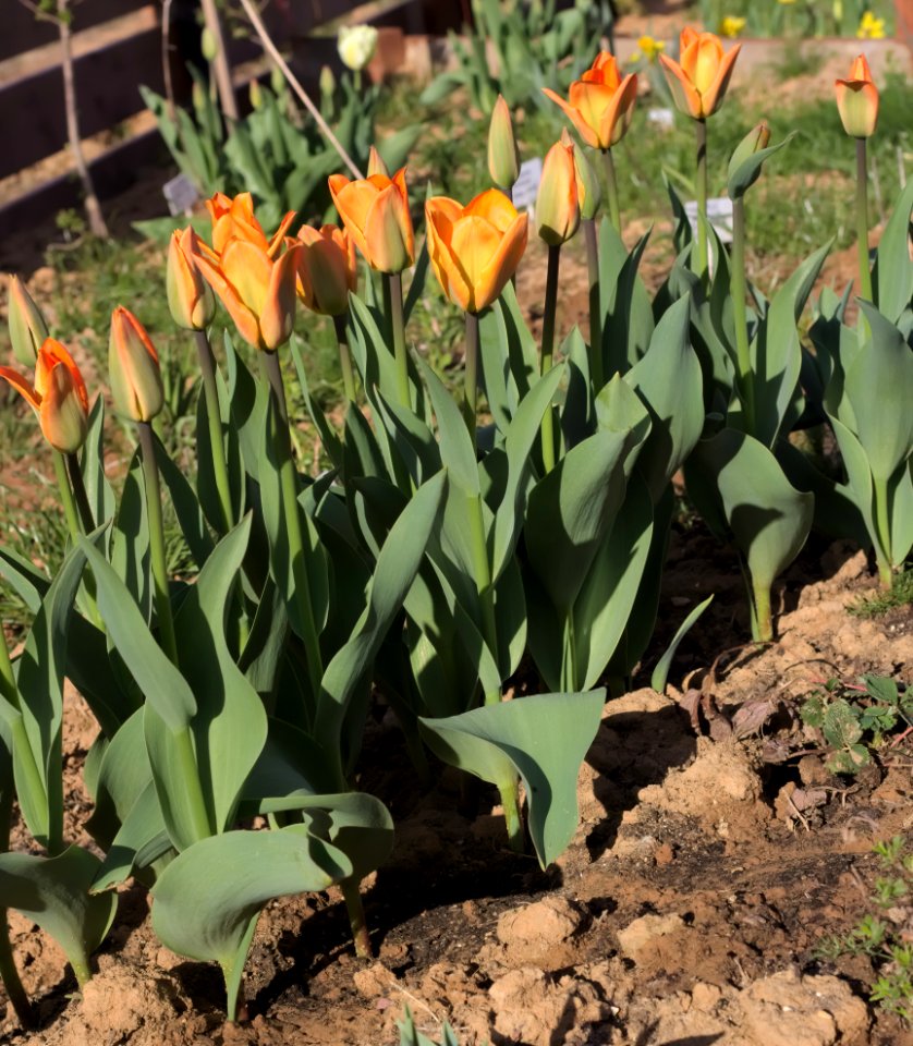 Tulipa 'Orange Breeze' 2015 07