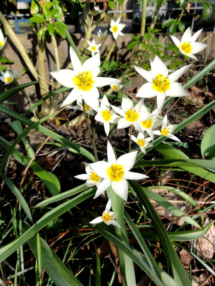 Tulipa turkestanica in a garden in Nijmegen NL
