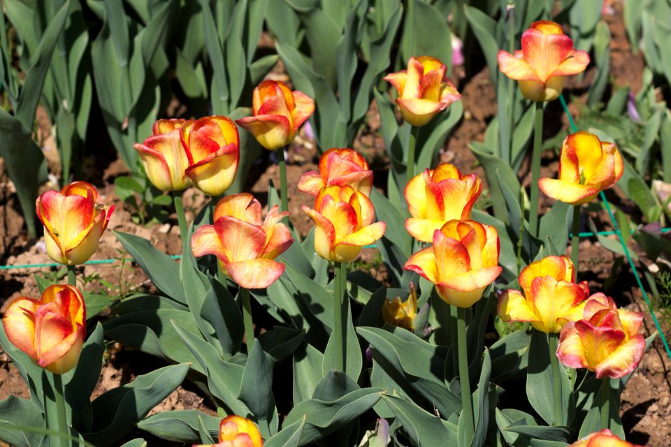 Tulipa 'Outbreak' 2017 01
