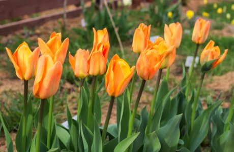 Tulipa 'Orange Breeze' 2015 09