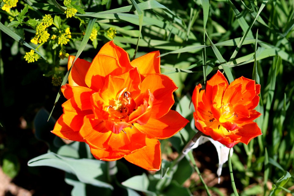 Tulipa 'Orange Princess' 2016 03