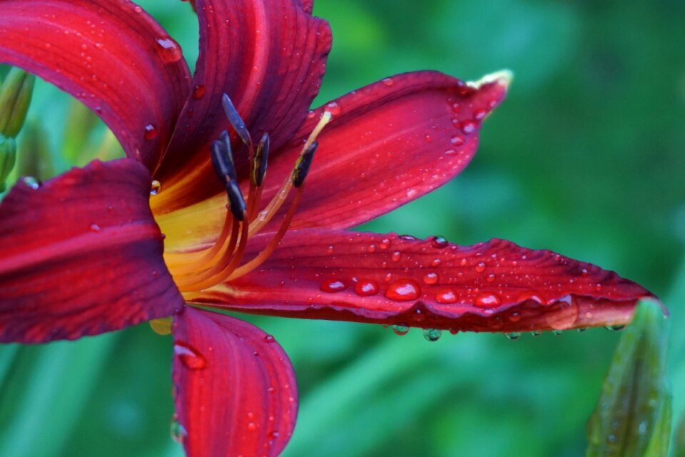 Close up nature red
