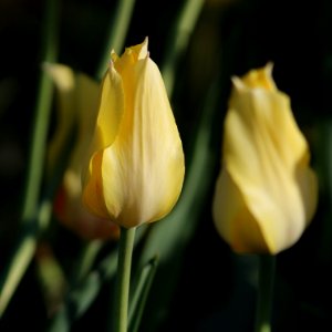 Tulipa 'Hocus Pocus' 2016 12