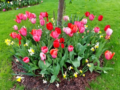 Tulips 01 - Arlington, MA