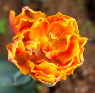 Tulipa 'Orange Princess' 2015 07