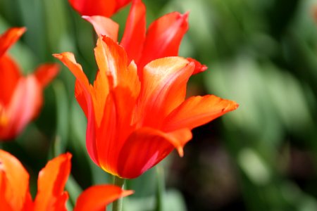 Tulipa 'Temple of Beauty' 2016 08