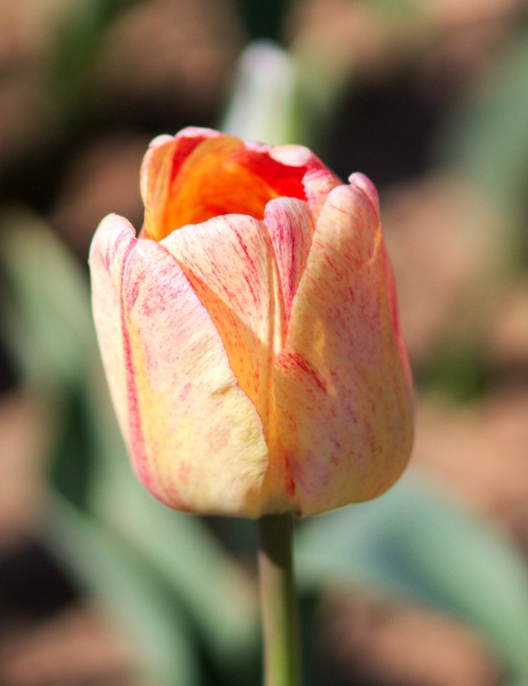 Tulipa 'Silverstream' 2017 04