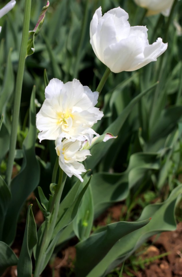 Tulipa 'Mondial' multiflowering 2015 05