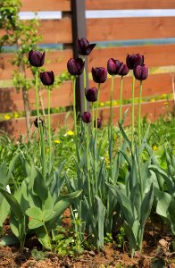 Tulipa 'Queen of Night' 2015 01