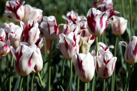 Tulipa 'Grand Perfection' 2017 02