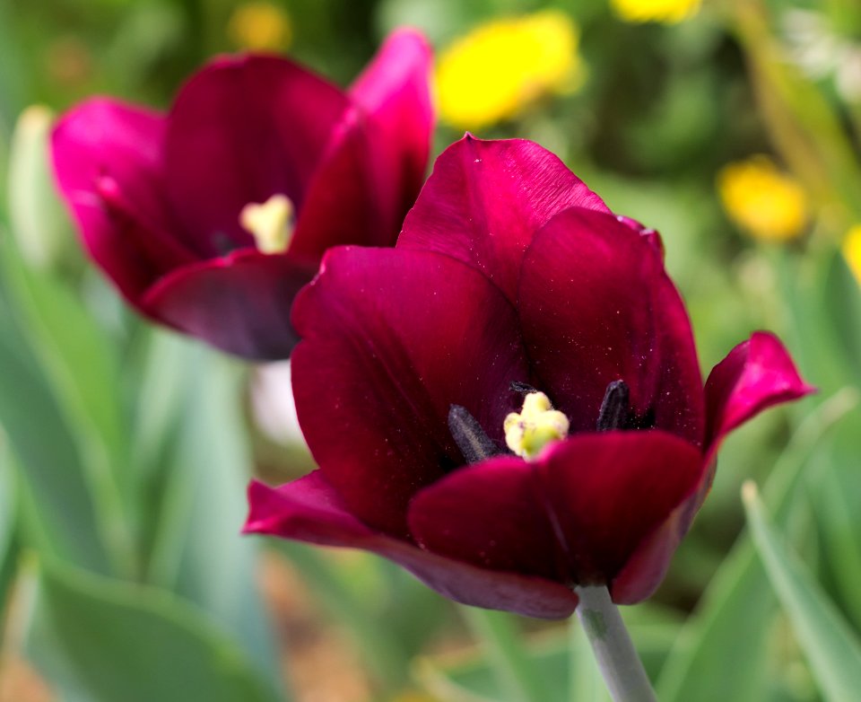 Tulipa 'Ronaldo' 2015 02
