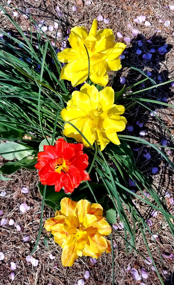 Tulips - Arlington, MA