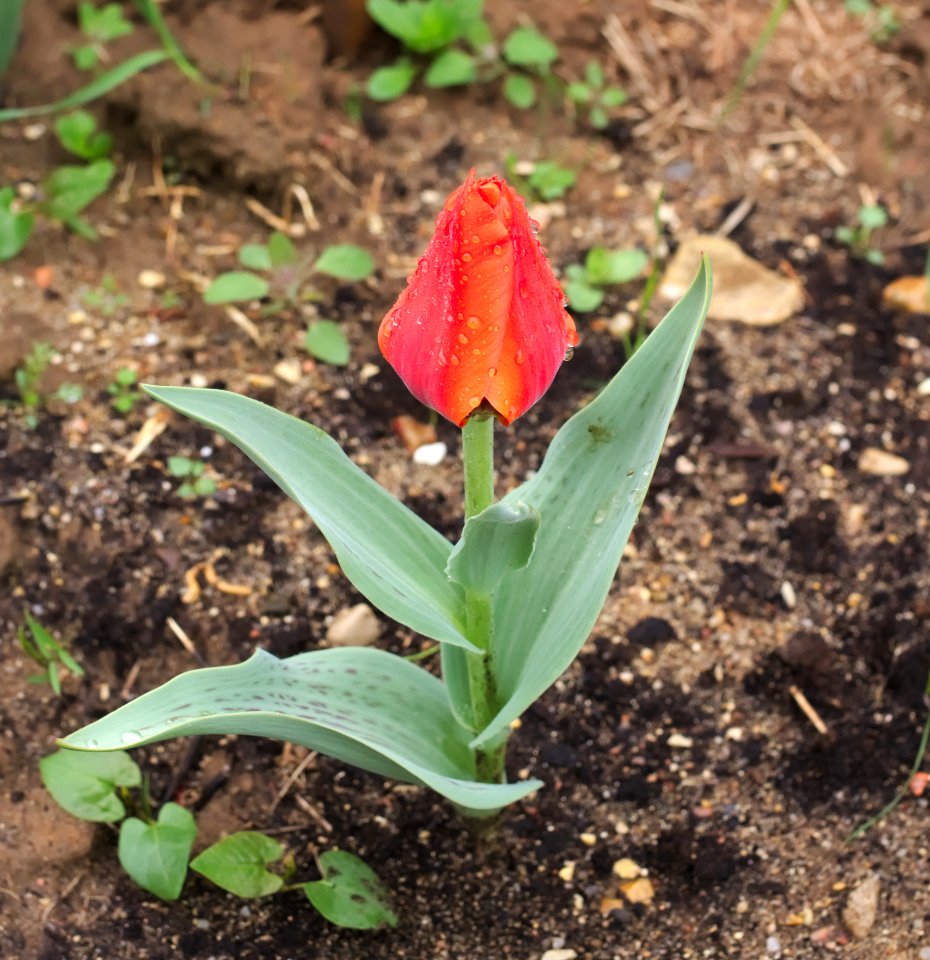 Tulipa 'Giant Orange Sunset' 2015 03