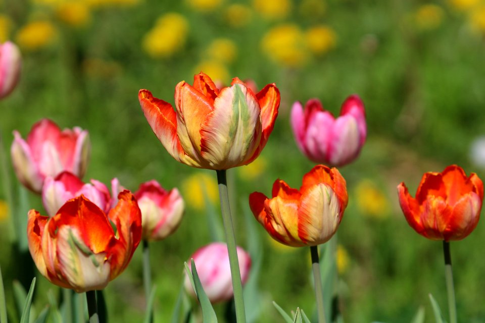 Tulipa 'Parrot King' 2016 02
