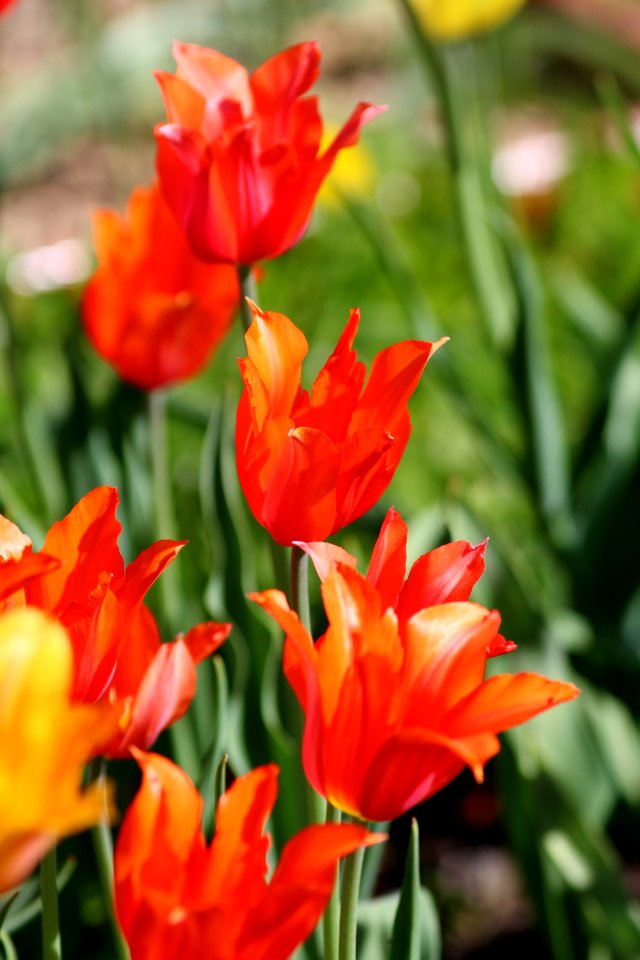 Tulipa 'Temple of Beauty' 2016 07