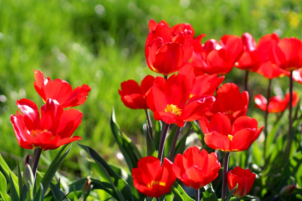 Tulipa 'Red Revival' 2016 02