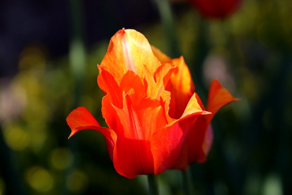 Tulipa 'Temple of Beauty' 2016 02