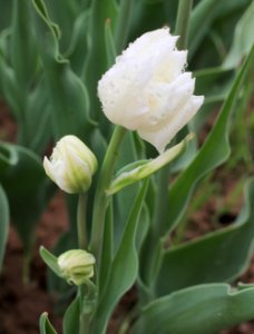 Tulipa 'Mondial' multiflowering 2015 03