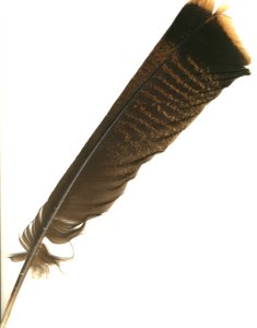 Turkey Feather photo
