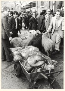 Turken en Marokkanen wachten geduldig hun beurt af voor de kleine slachthal in het Openbaar Slachthuis om hun offerdier naar de rituele slachtbank te leiden. NL-HlmNHA 54005084
