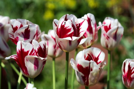 Tulipa 'Grand Perfection' 2017 01