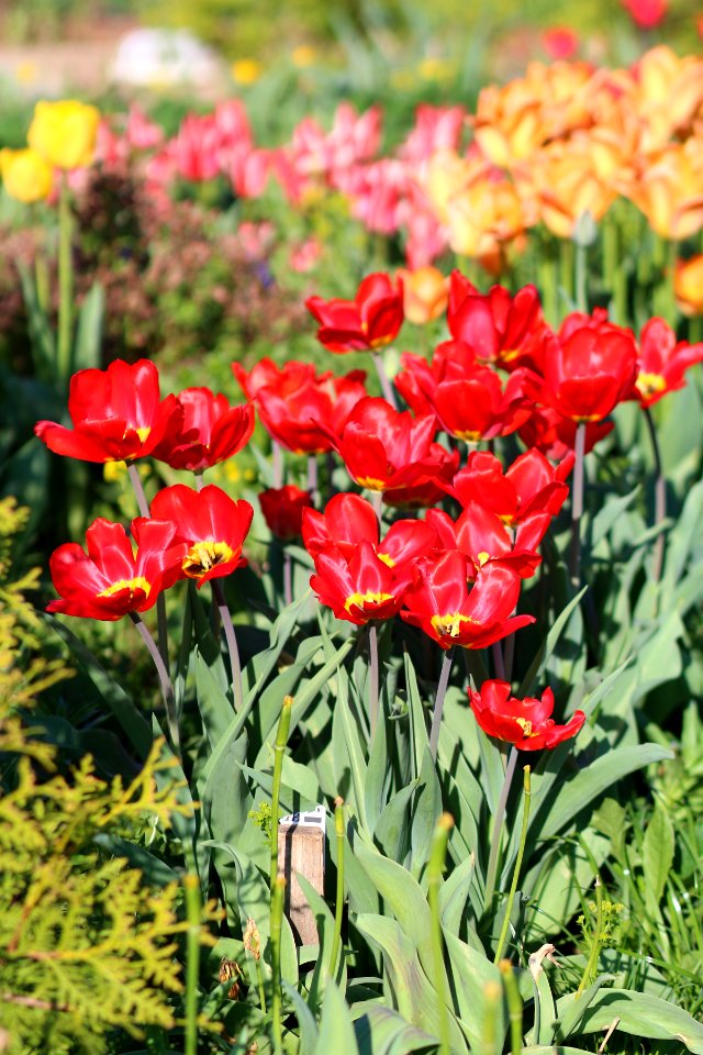 Tulipa 'Red Revival' 2016 03